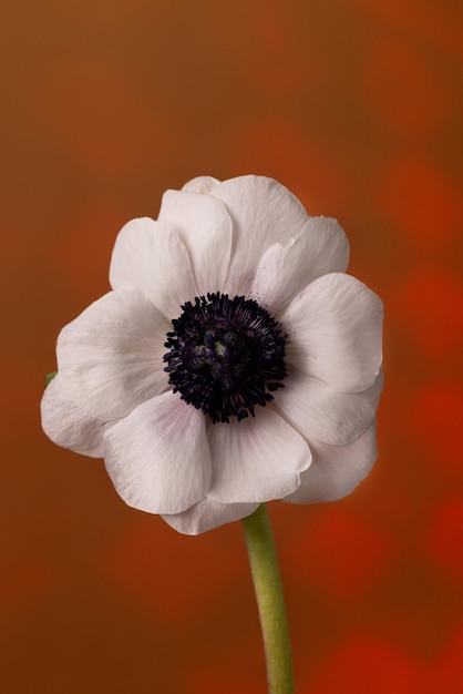 Hermosa flor de anémona blanca sobre fondo de naturaleza vintage de fondo marrón