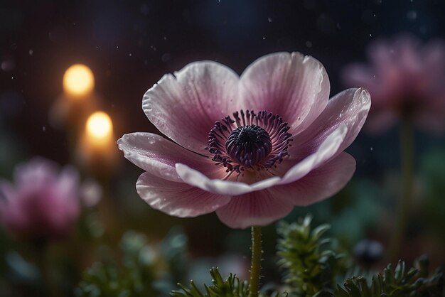 Una hermosa flor de anémona mágica con luces mágicas en el fondo