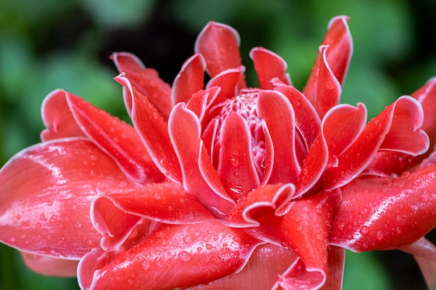 Una hermosa flor de antorcha jengibre en flor