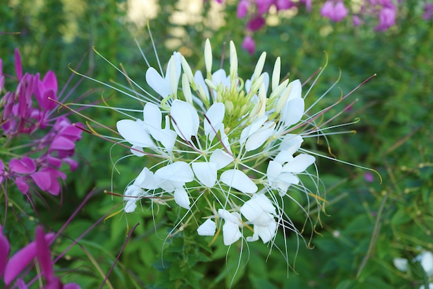 Hermosa flor de araña espinosa blanca pura o Cleome Spinosa