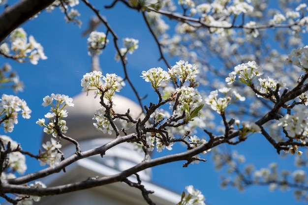 Hermosa flor de árbol de primavera con cielo azul brillante y edificio de iglesia en día soleado primavera conc