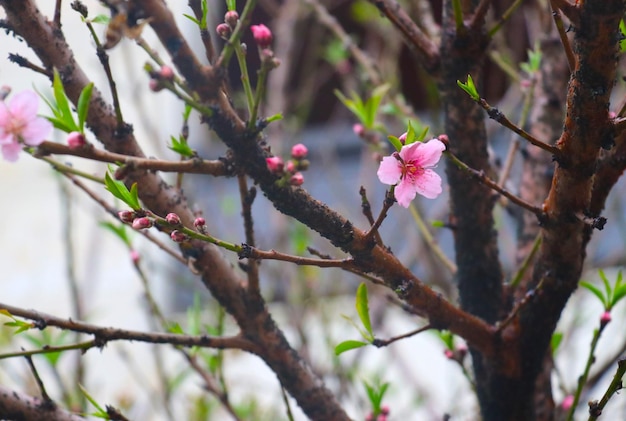 Hermosa flor de árbol