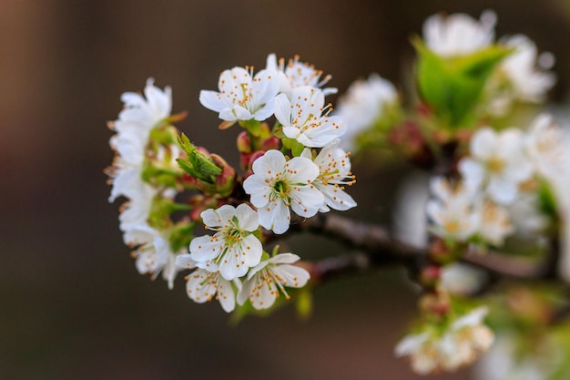 hermosa flor de árboles frutales cereza cerrar