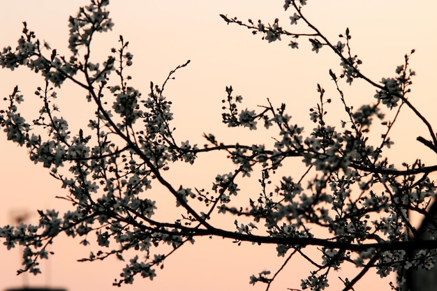 Hermosa flor asombrosa en la rama de cerezo al atardecer cielo primavera