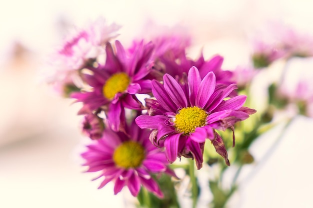 Hermosa flor de aster púrpura con polen amarillo que florece en un fondo borroso