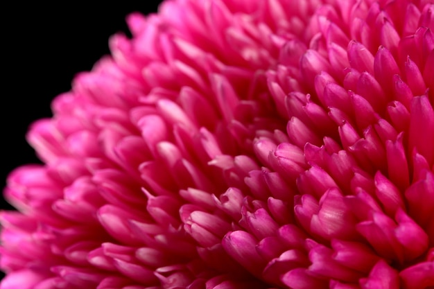 Hermosa flor de aster sobre fondo negro