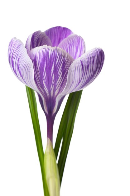 Hermosa flor de azafrán aislado en blanco