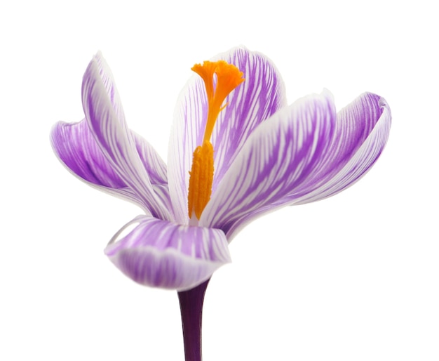 Hermosa flor de azafrán de primavera aislada en blanco