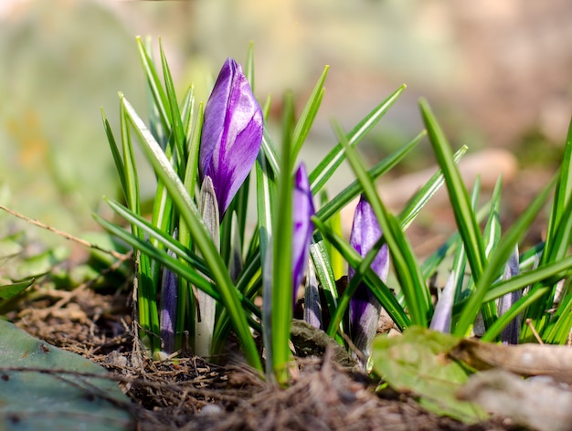 Hermosa flor de azafrán violeta. Fondo de cuento de hadas estacional de primavera. Bueno para papel tapiz de temporada para tarjetas de felicitación de Pascua.