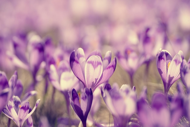 Hermosa flor de azafrán violeta que crece en la hierba amarilla seca, el primer signo de la primavera. Fondo natural estacional de Pascua.