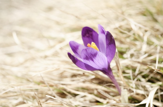 Hermosa flor de azafrán violeta que crece sobre la hierba seca, el primer signo de la primavera. Fondo estacional de Pascua.