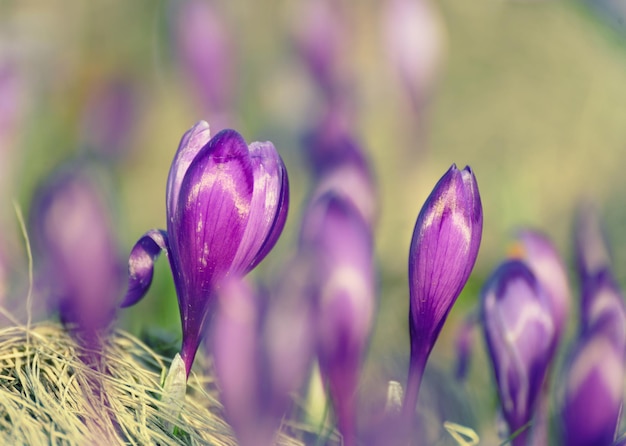 Hermosa flor de azafrán violeta que crece sobre la hierba seca, el primer signo de la primavera. Fondo estacional de Pascua.