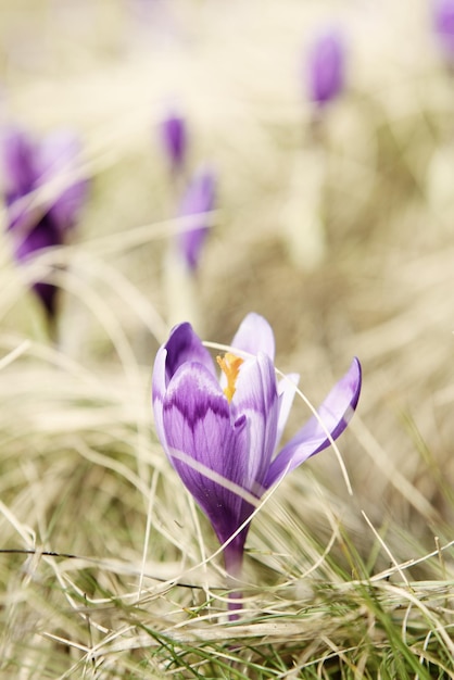 Hermosa flor de azafrán violeta que crece sobre la hierba seca, el primer signo de la primavera. Fondo estacional de Pascua.