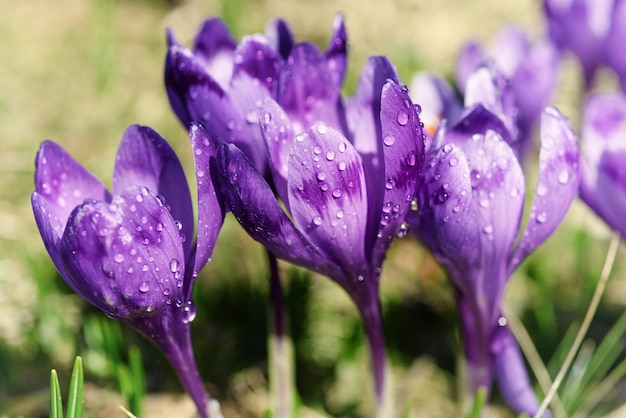 Hermosa flor de azafrán violeta que crece sobre la hierba seca, el primer signo de la primavera. Fondo estacional de Pascua.