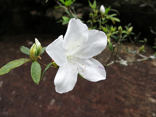 Hermosa flor de azalea blanca floreciente