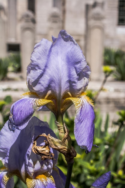 Una hermosa flor azul y amarilla en exhibición.