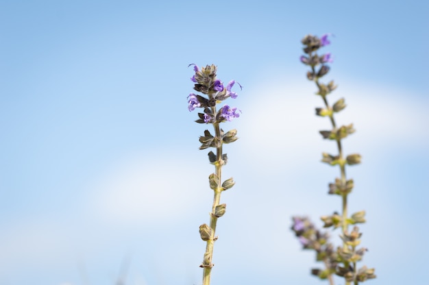 Hermosa flor azul, con el cielo en el fondo. Ajuga reptans.