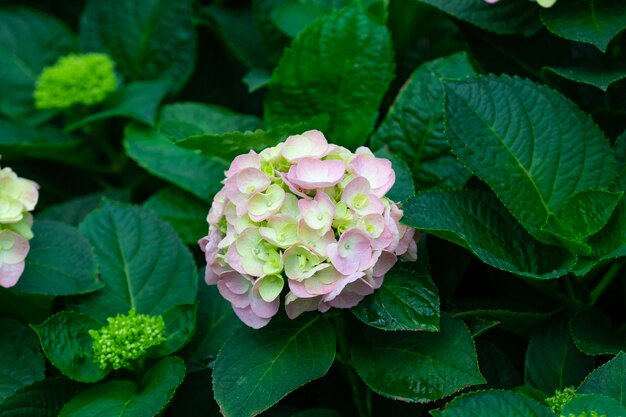 Foto hermosa flor azul hortensia o hortensia