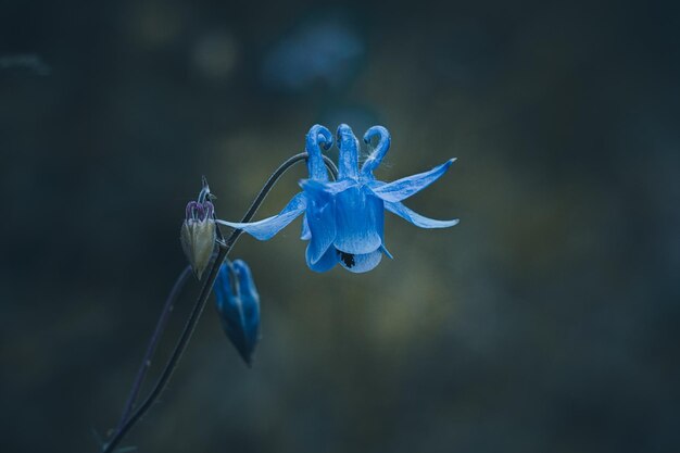 hermosa flor azul en el jardín en primavera