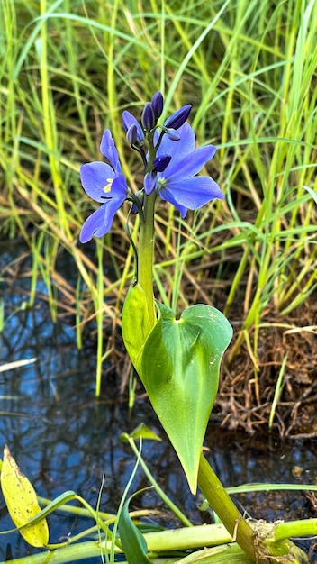 hermosa flor azul en el pantano