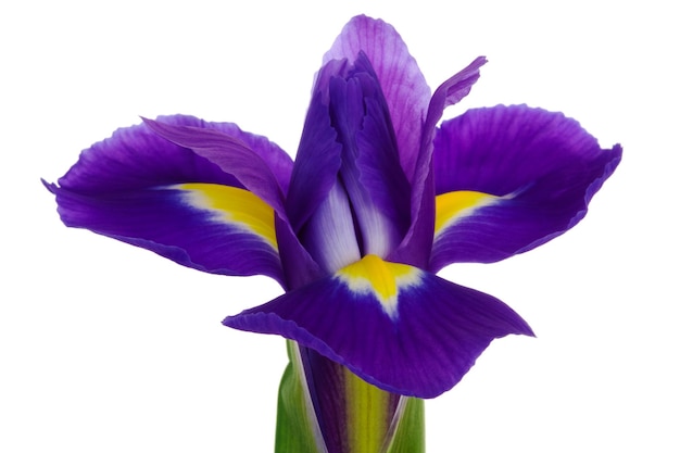 La hermosa flor azul