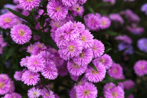 Hermosa flor de Benjamas