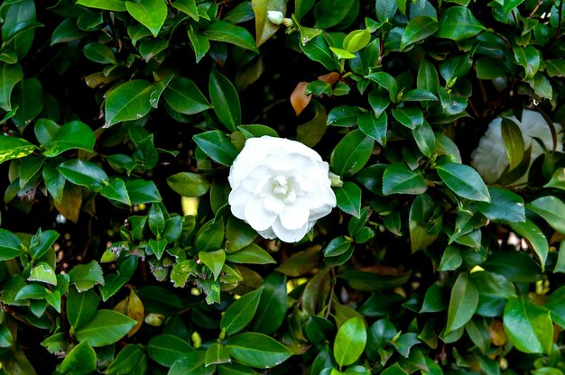 Hermosa flor blanca Camellia Japonica