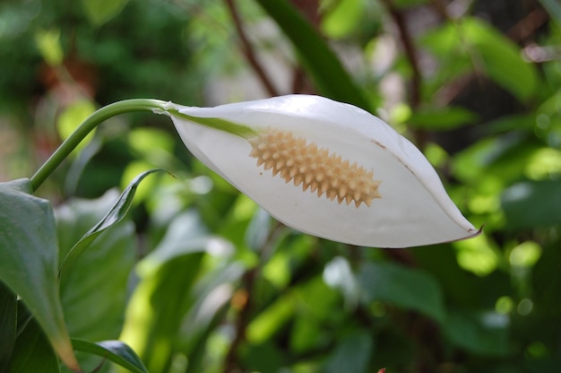 Hermosa flor blanca florece en el jardín de verano