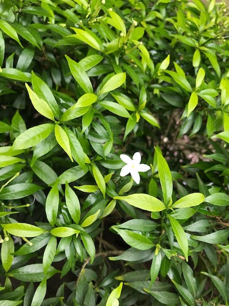hermosa flor blanca con hoja verde naturaleza fondo flor natural fresca