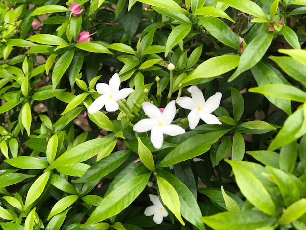 hermosa flor blanca con hoja verde naturaleza fondo fresco natural