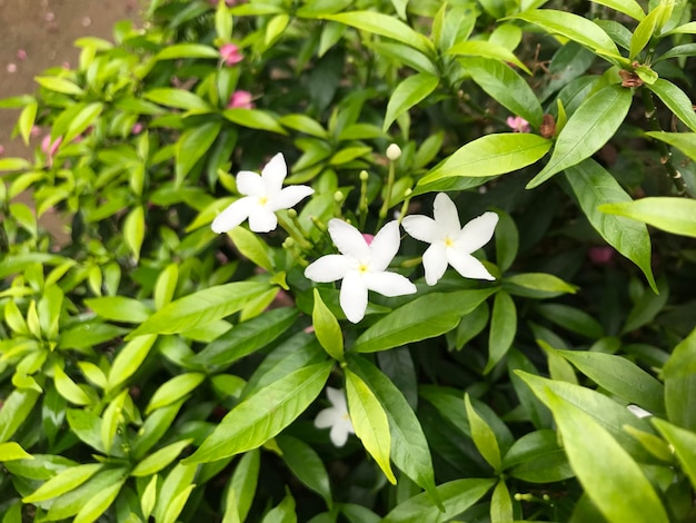 hermosa flor blanca con hoja verde naturaleza fondo fresco natural