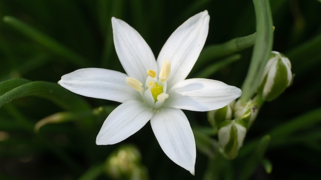 Hermosa flor blanca en el jardín de primavera, día de verano