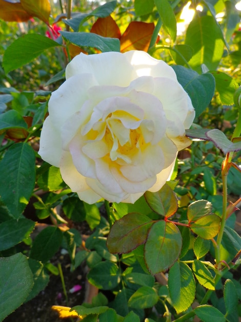 Hermosa flor blanca en el jardín