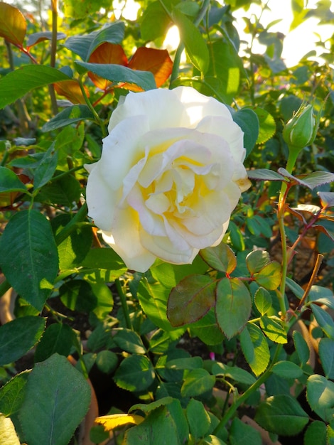 Hermosa flor blanca en el jardín