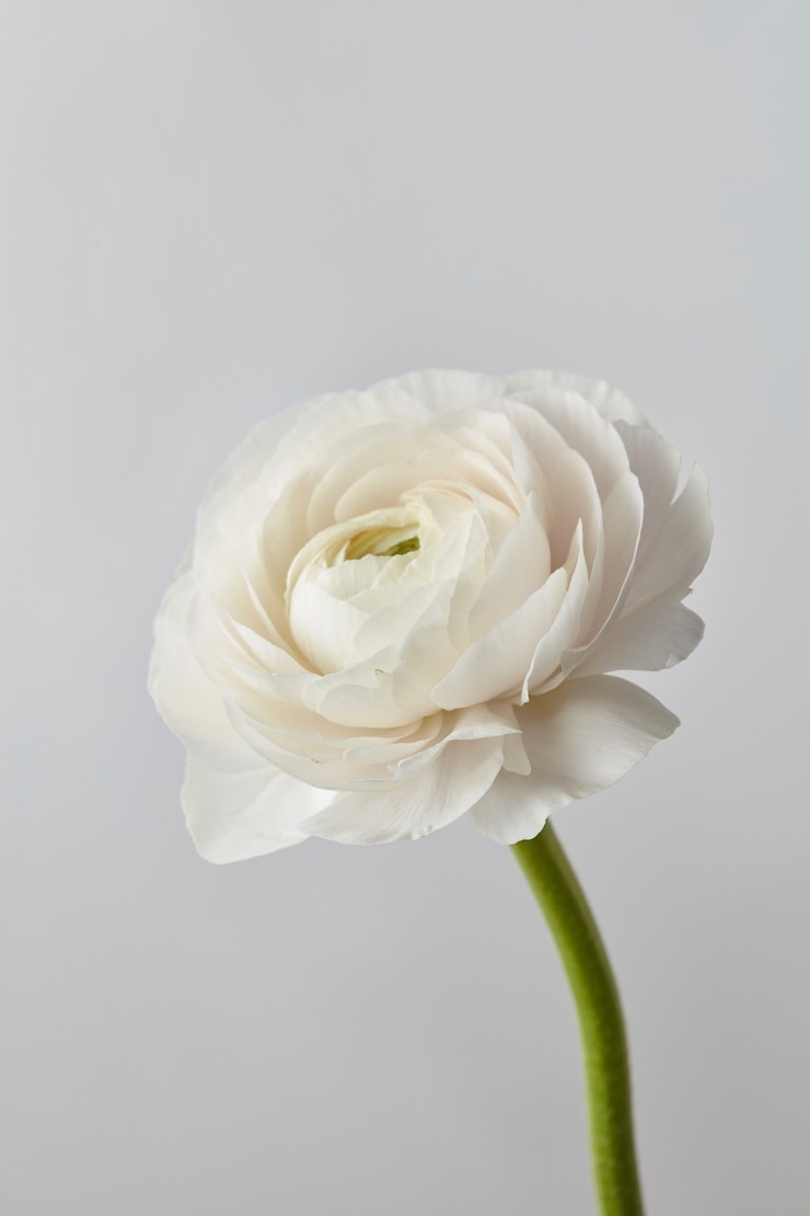 Hermosa flor blanca de ranúnculo sobre un fondo gris, tarjeta de felicitación de boda