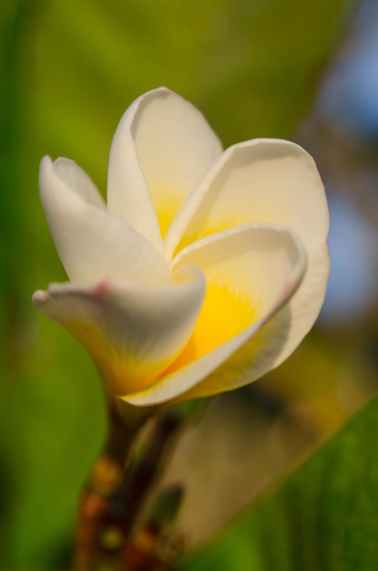 Hermosa flor blanca sobre fondo de naturaleza Primavera