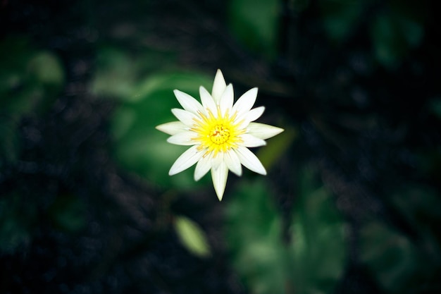 Hermosa flor blanca sobre fondo verde oscuro