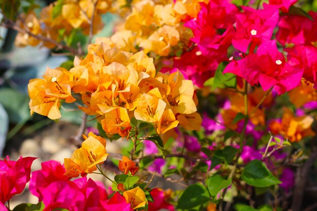 La hermosa flor de bougainvillea El fondo natural