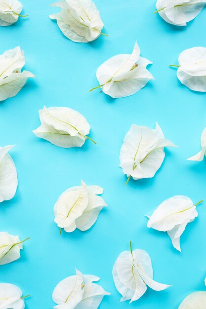 Foto hermosa flor de buganvilla blanca sobre fondo azul.