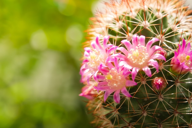 Hermosa flor de cactus en la luz del sol