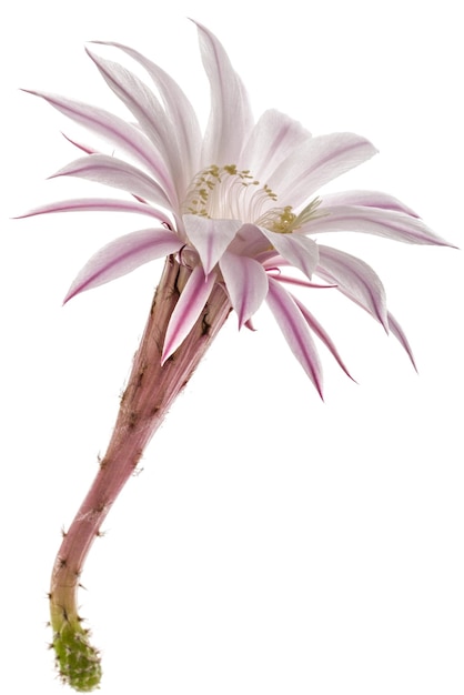 Foto hermosa flor de cactus rosa suave aislada sobre fondo blanco