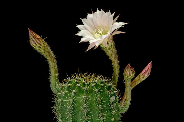 Hermosa flor de cactus rosa suave aislada sobre fondo negro