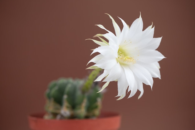 Hermosa flor de cactus sobre fondo marrón