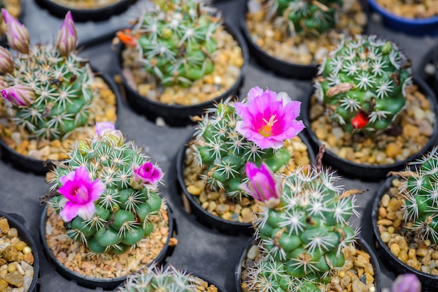 Hermosa flor de cactus