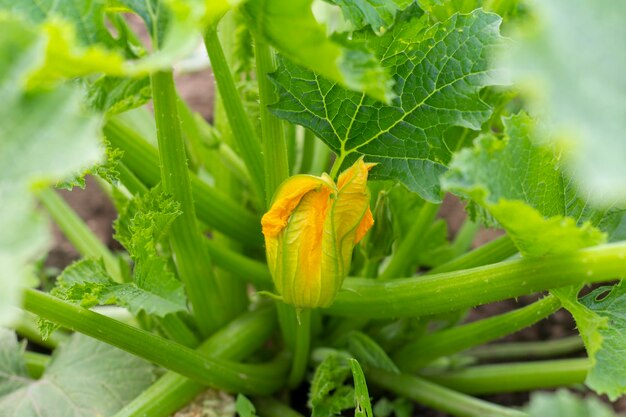 Hermosa flor de calabacín amarillo. Planta de calabacín que crece en el jardín de la cabaña.