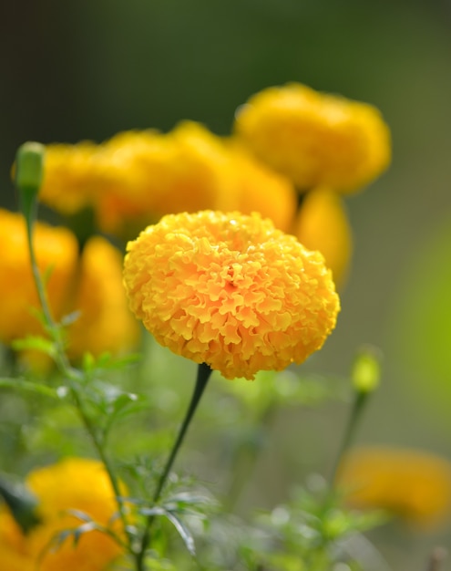 Hermosa flor de caléndula en el jardín