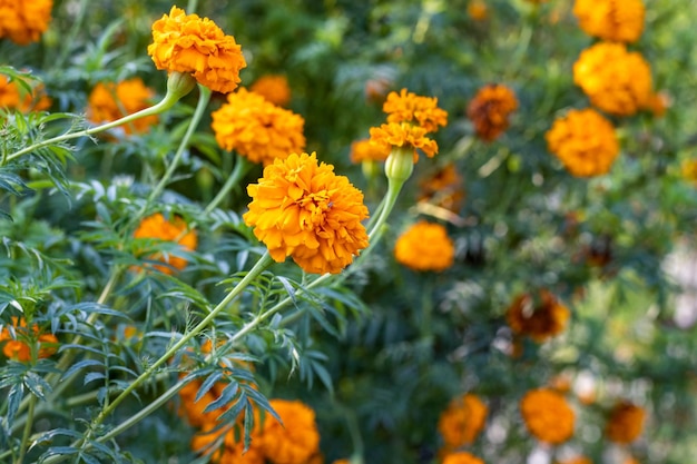 Hermosa flor de caléndula joven que florece en el jardín