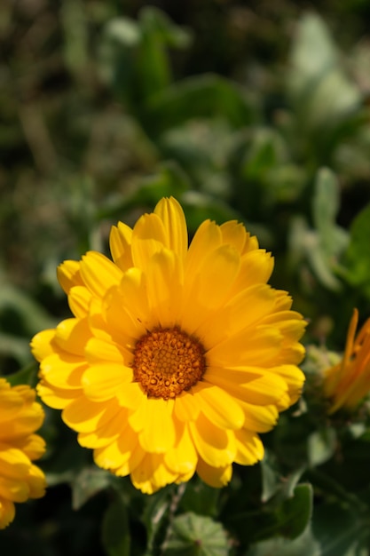 Hermosa flor de caléndula officinalis amarilla de cerca en un jardín sobre un fondo verde