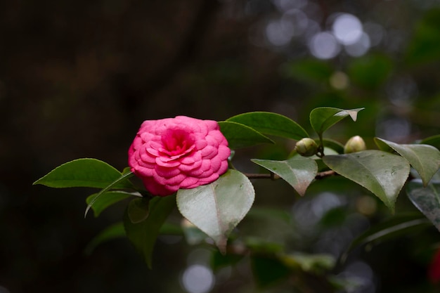 Hermosa flor de camelia roja en una rama en el fondo de flores de primavera natural del jardín