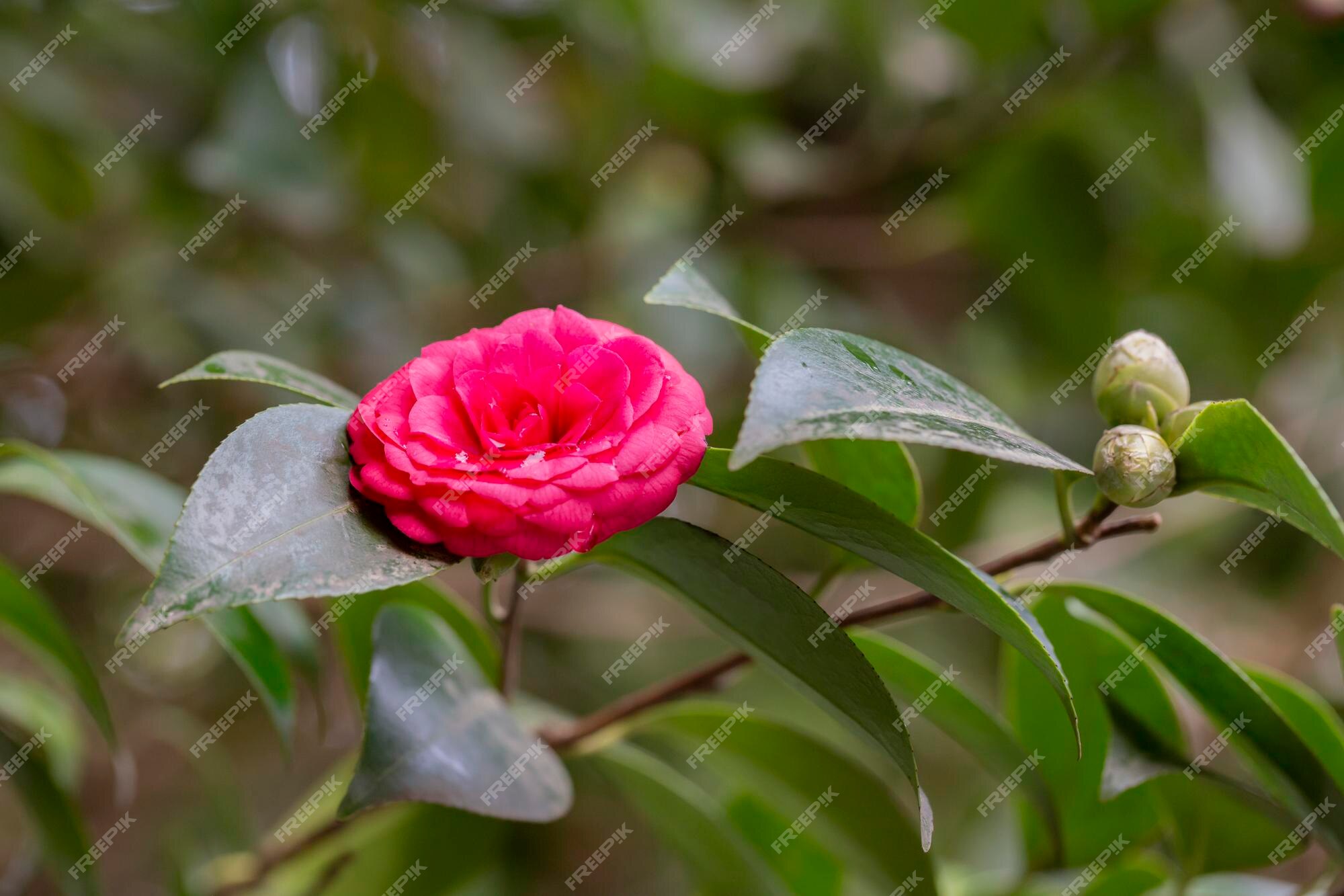 Hermosa flor de camelia roja en una rama en el fondo de flores de primavera  natural del jardín | Foto Premium